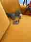 LEGO Ninjago drake, bilar och Spiderman-lekset