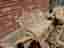 Soffgrupp rotting, retro,  dynor designtyg