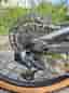 Scott Genius 910 2023  stl L AXS SRAM GX