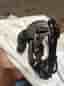 Ultegra 12s bakväxel rd-8150