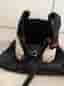 Alpinestars nackskydd svart/vitt