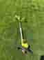 Ryobi 500W grästrimmer gul
