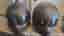 Mc hjälmar Harley Davidson small 55-56 och xl 60-61 cn