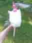 Käpphäst unicorn