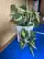 Krukväxt philodendron i vit kruka