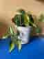 Krukväxt philodendron i vit kruka