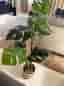 Konstgjord växt Monstera 100cm