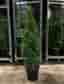 Thuja smaragd 80-100cm krukodlade