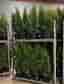 Thuja smaragd 80-100cm krukodlade