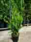 Thuja Brabant 80–100 cm Krukodlade