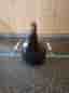 Kettlebell 8 kg