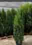 Thuja Smaragd 140-160cm krukodlade