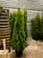 Thuja Smaragd 160-180cm Krukodlade