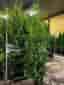 Thuja Brabant 160-180cm krukodlade
