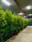 Thuja Brabant 180-200cm krukodlade