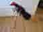 Golfset Cobra King LTDx one lenght, Taylormade Stealth 2 plus. Odyssey white hot