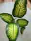 Grön krukväxt dieffenbachia