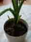 Grön krukväxt dieffenbachia