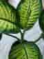 Grön krukväxt dieffenbachia