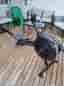 Concept2 roddmaskin svart med PM5-dator