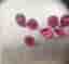 Rubin 1.75 ct Burma endast hetta