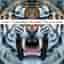 This Is War (Dieser Artikel wird in unterschiedlichen Covervarianten ausgeliefert) [Audio CD] 30 Seconds to Mars