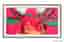 Cadre Samsung The Frame 85" VG-SCFF85BWBXC 2025 Noyer