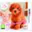 Nintendogs & Cats Toy Poodle