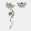 Burberry Half Daisy Crystal Silver Tone Clip-on Asymmetric Stud Drop Earrings