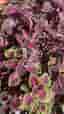 Palettblad, coleus Trailing Queen