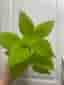 Palettblad, Coleus Premium Sun Lime Delight