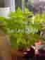 Palettblad, Coleus Premium Sun Lime Delight