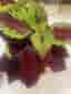 Palettblad, Coleus Marooned
