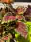 Palettblad, coleus Main Street Michigan Avenue