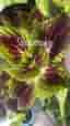 Palettblad Coleus Stained Glasswork Spacecake växt planta stickling