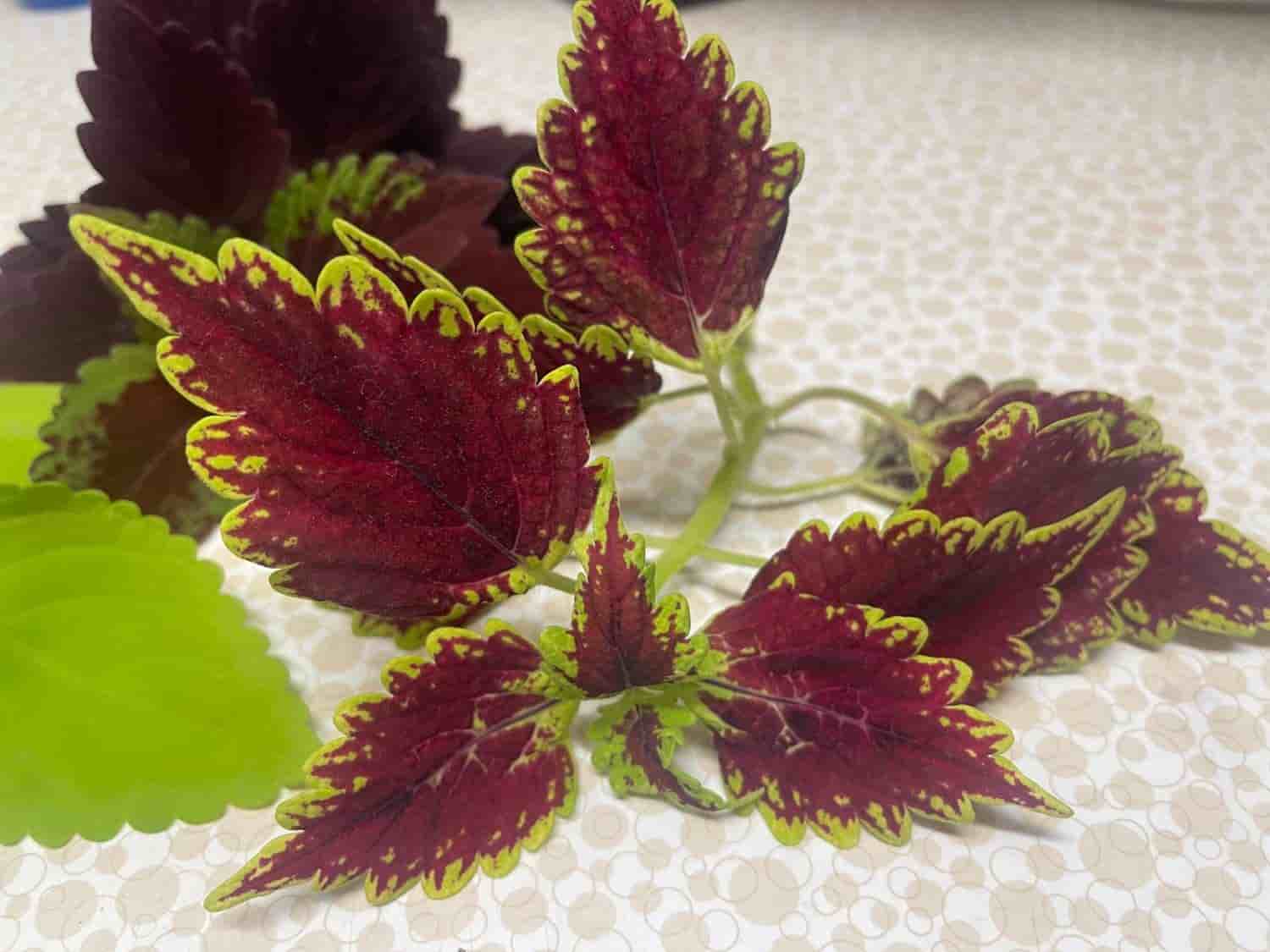 Palettblad, coleus Oxford Street