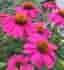 RUDBECKIA 'WILDBERRY'