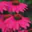 RUDBECKIA 'WILDBERRY'