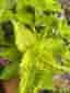 Palettblad, Coleus Main Street River Walk
