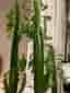 High Chaparral, Euphorbia trigona