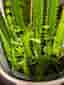 High Chaparral, Euphorbia trigona