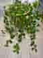 Linspeperomia
