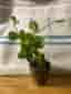 Linspeperomia