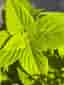 Coleus, Palettblad Premium Sun Lime Delight