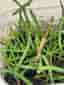 Rhipsalis, mistelkaktus, Ampelväxt