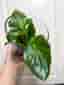 Sommarbegonia, rosa blommor
