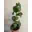 Peperomia "Raindrop”