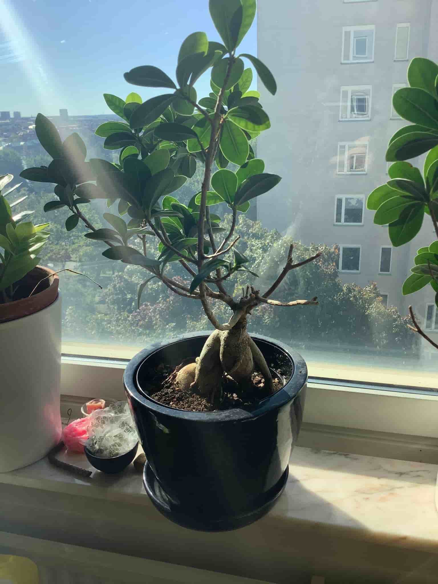 Ficus Ginseng | Bonsai ,10 år gammal