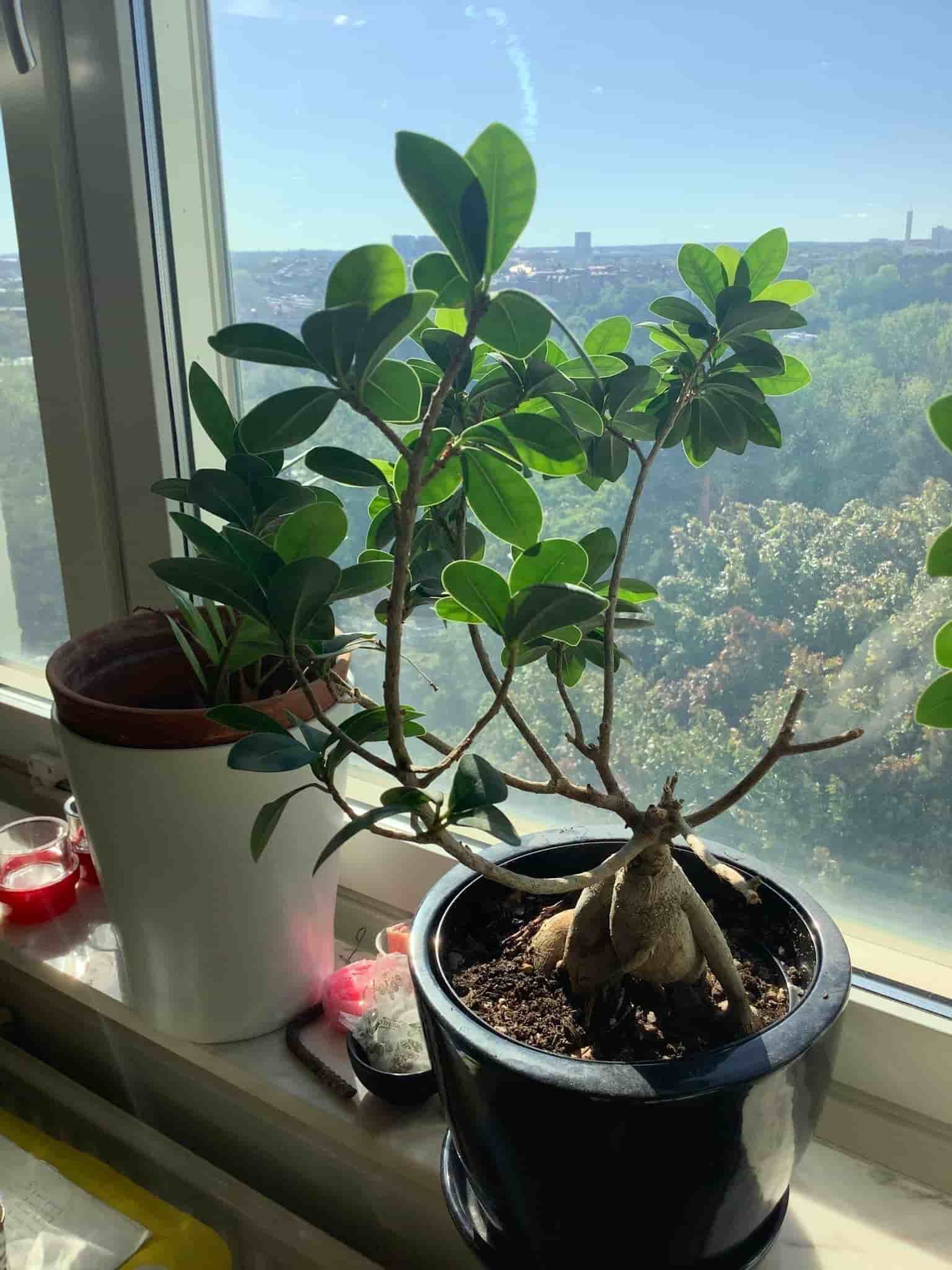 Ficus Ginseng | Bonsai ,10 år gammal