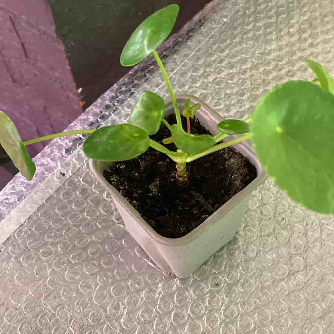 Pilea Peperomioides